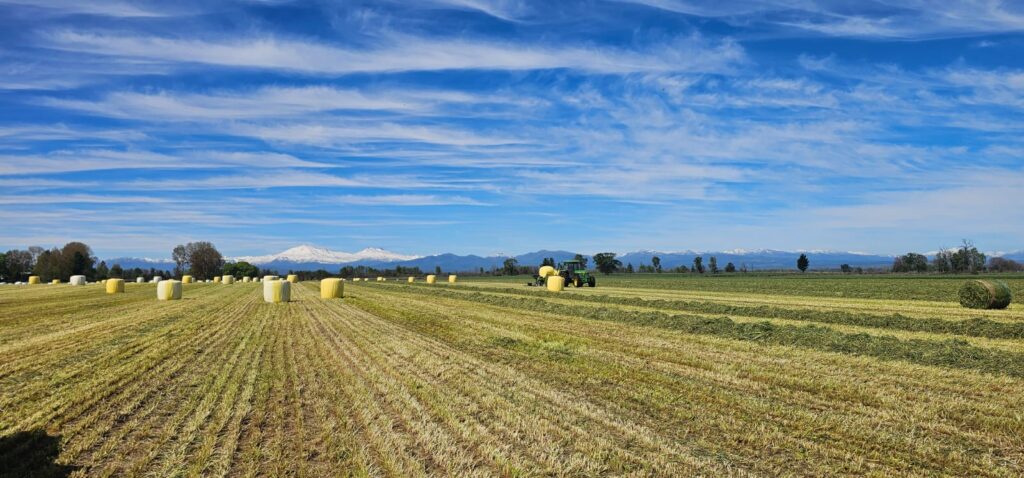 Campo de Resteco en Puerto Octay